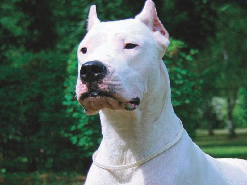 dogo argentino