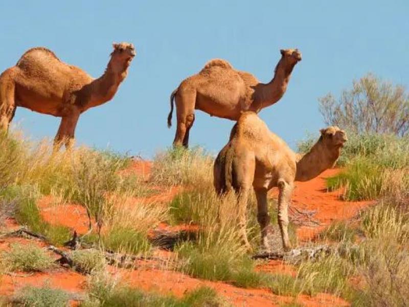 Καμήλες