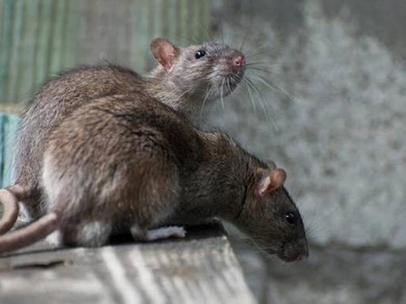 Έρευνα: Τα ποντίκια των πόλεων δεν θα φέρουν την επόμενη πανδημία