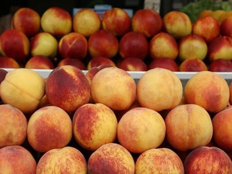 Νέες τεχνολογίες τροποποιημένης ατμόσφαιρας δίνουν ζωή στα ροδάκινα και ανάσα στους παραγωγούς