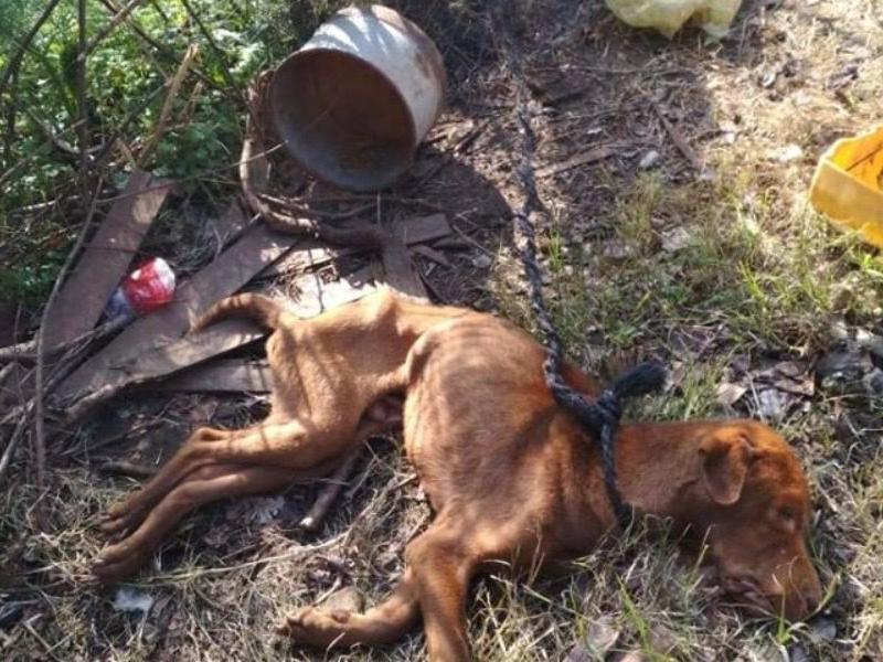 Λέσβος: Άφησαν σκύλο να πεθάνει δεμένο με αλυσίδα