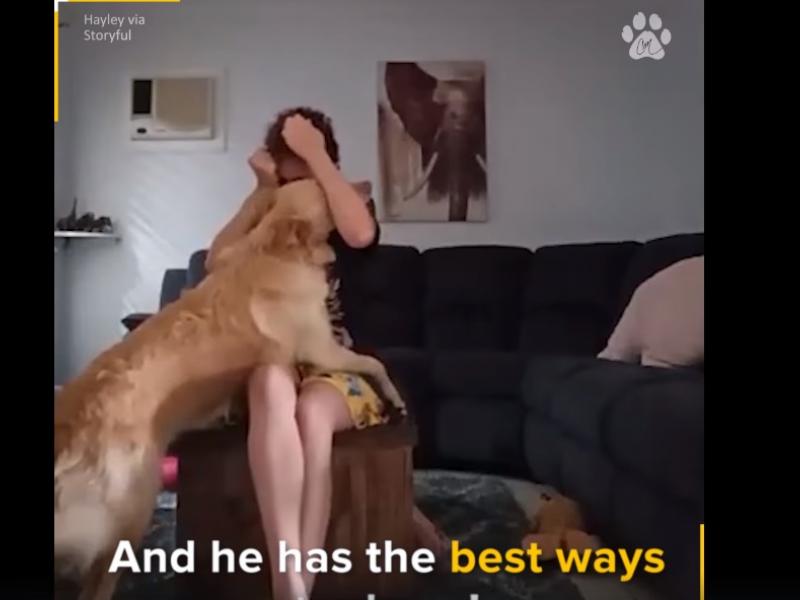 Σκύλος προστατεύει την αυτιστική ιδιοκτήτριά του από αυτοτραυματισμούς (Video)
