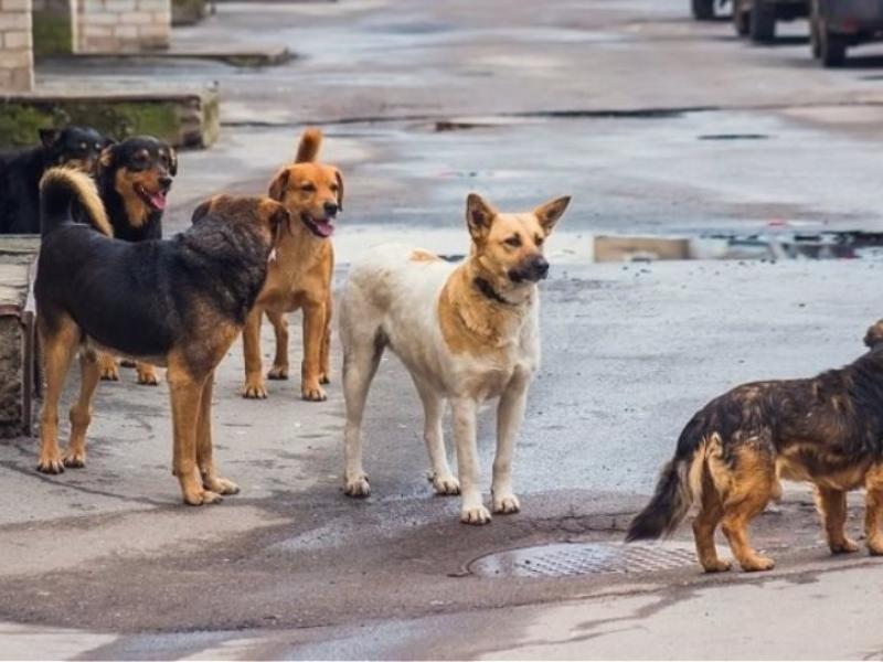 Θεσσαλονίκη: Αγέλη σκύλων επιτέθηκε σε μαθητή