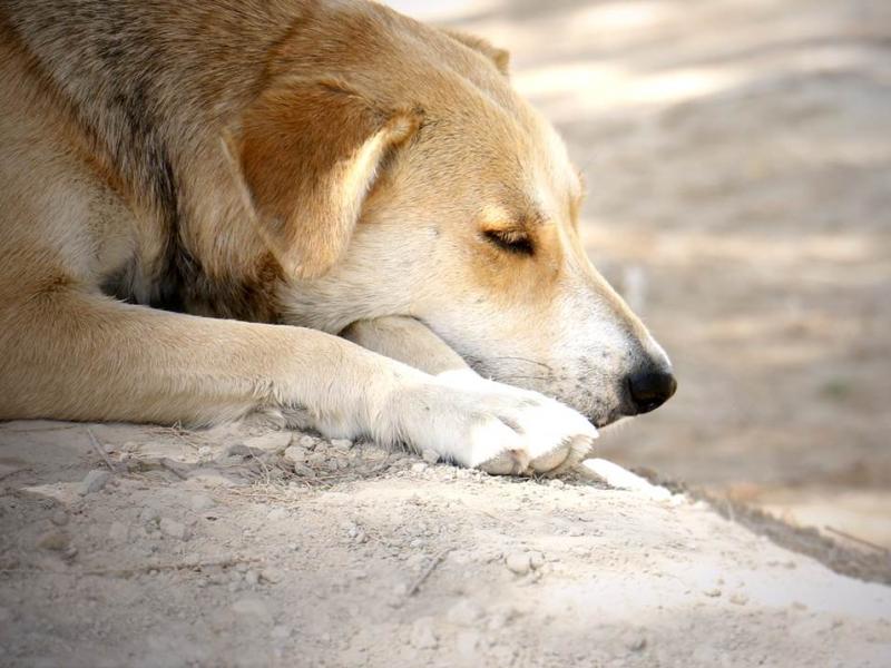 Παράνομο εμπόριο σκύλων και εγχειρήσεις «Φρανκεστάιν» στην Κρήτη