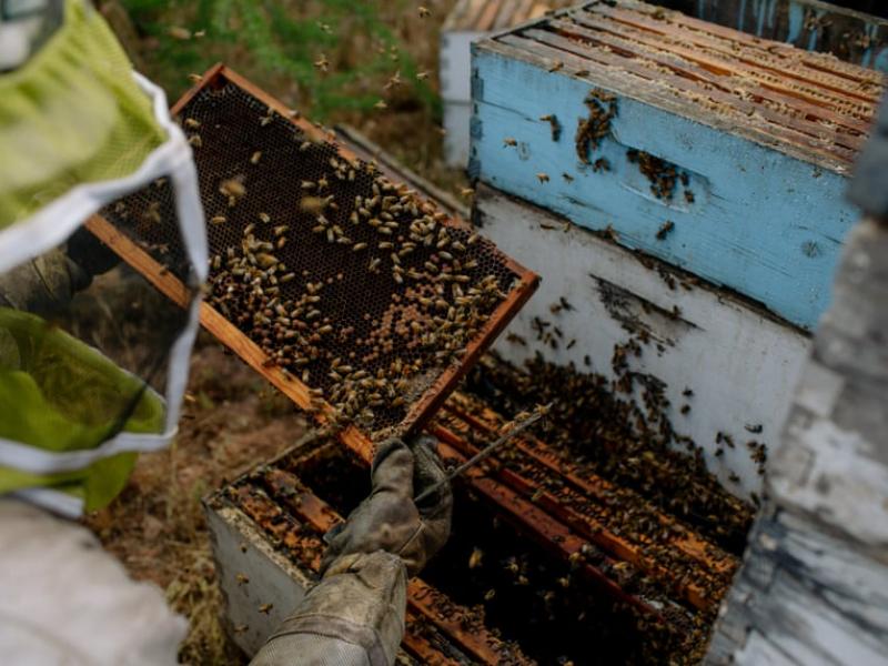 Θανατώνοντας δισεκατομμύρια μέλισσες για την παρασκευή «γάλακτος» αμυγδάλου