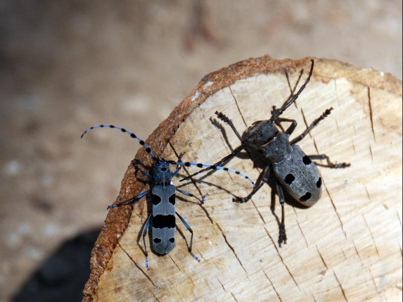 Morimus Funereus