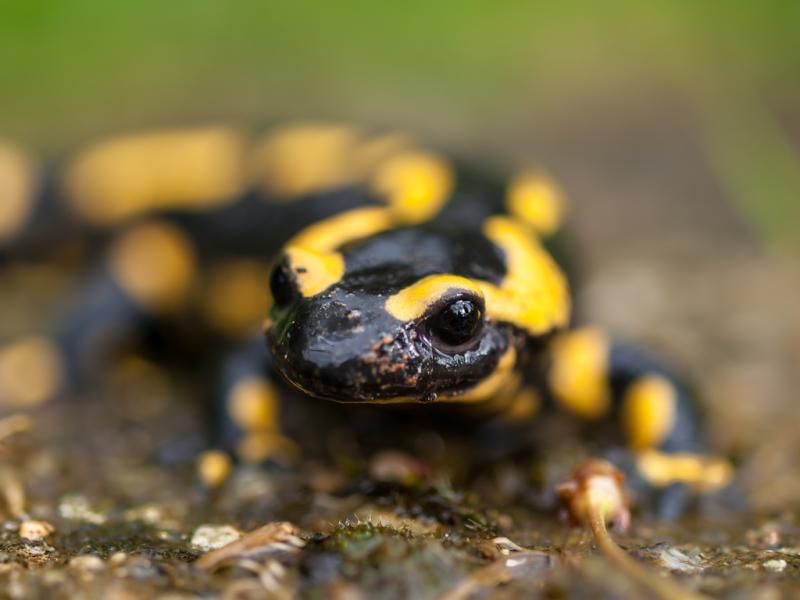 salamandra