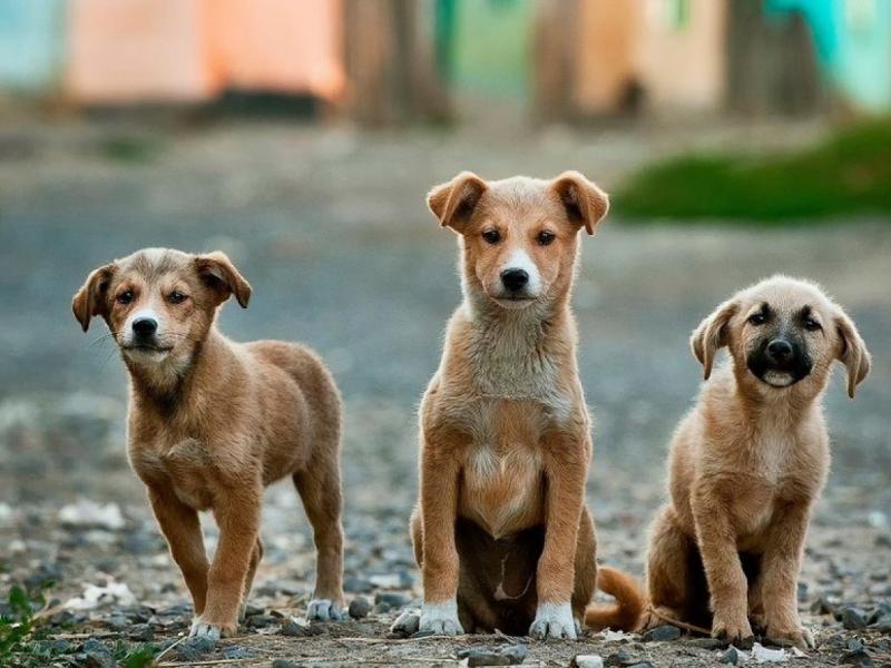 ΚΕΔΕ: Αναρτήθηκε η νέα βεβαίωση μετακίνησης για τη σίτιση αδέσποτων ζώων