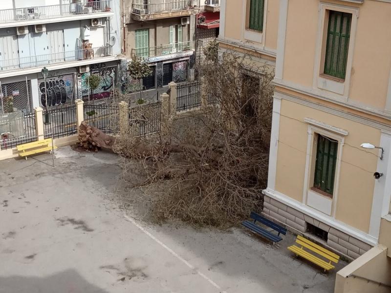 Θεσσαλονίκη: Ελέγχονται όλα τα σχολεία για επικίνδυνα δέντρα