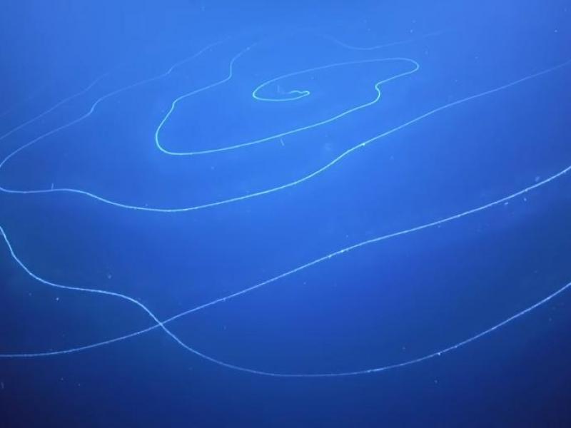 Γιγάντιο ζώο μήκους άνω των 120 μέτρων ανακάλυψαν στα βάθη της θάλασσας