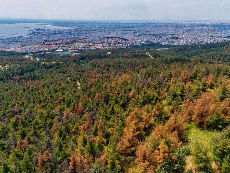 Θεσσαλονίκη: Συνεχίζεται η καταπολέμηση του εντόμου που απειλεί το δάσος του Σέιχ Σου