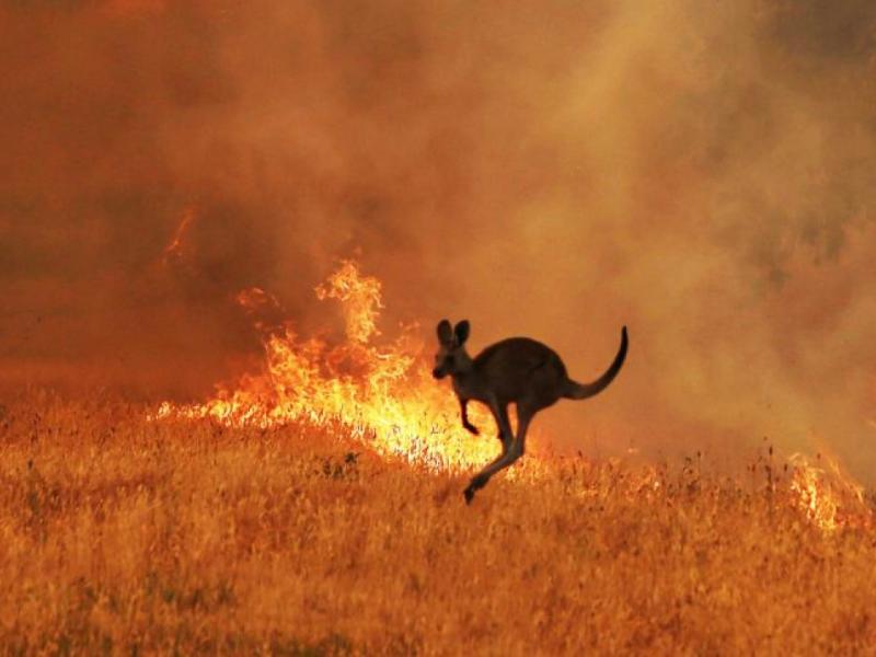 Αυστραλία: Τρία δισεκατομμύρια ζώα κάηκαν ή εκτοπίστηκαν από τις φονικές φωτιές