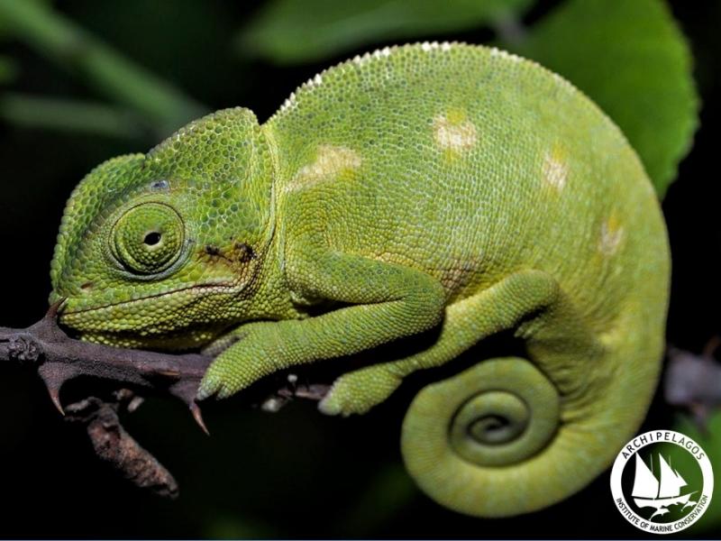 chameleon2