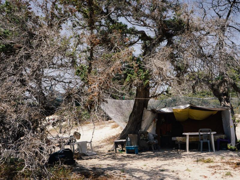 Κρήτη: Νεκρό το 80% του κεδρόδασους στη Χρυσή – Απαγόρευση camping και επισκέψεων ζητά η Διεύθυνση Δασών