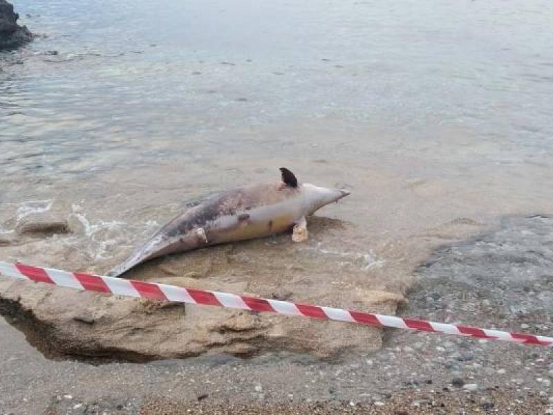 Άνδρος: Νεκρό δελφίνι στην παραλία Ατένι