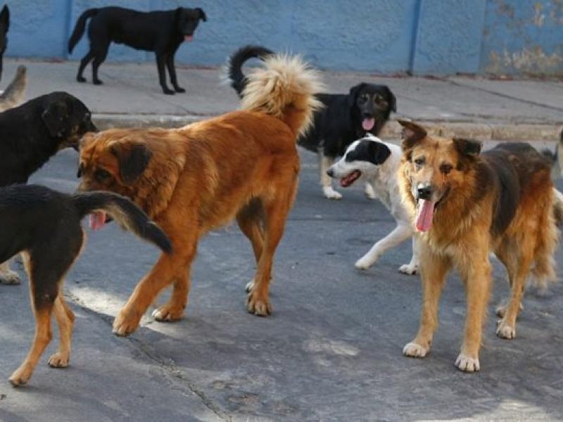 Λάρισα: Πεινασμένα σκυλιά επιτέθηκαν σε μαθητές – Σωτήρια η επέμβαση εργατών