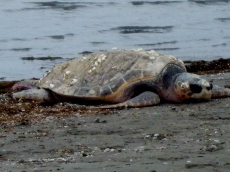 Ρέθυμνο: Έκκληση για μείωση της φωτορύπανσης για την προστασία της θαλάσσιας χελώνας