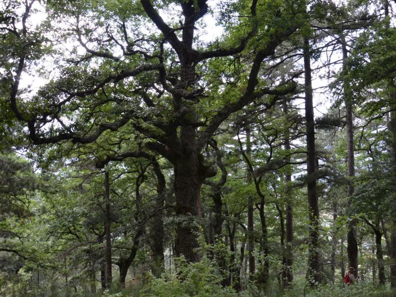 Ήπειρος: Έξι ιερά δάση και ισάριθμα χωριά «αφηγούνται» τις ιστορίες τους