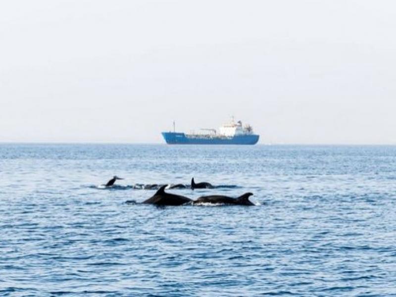 Κύπρος: Αγέλη δελφινιών εμφανίστηκε στη θαλάσσια περιοχή Λεμεσού