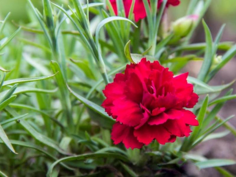 Ένα λουλούδι στη μνήμη του Αλέξη Γρηγορόπουλου