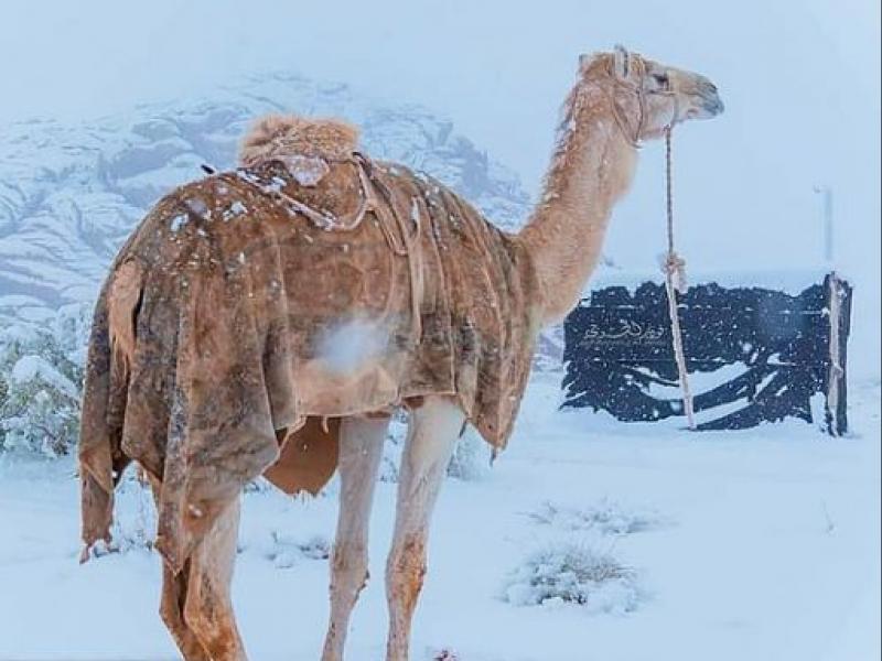 Χιόνια στη Σαχάρα - Στους μείον 2 η θερμοκρασία στη Σαουδική Αραβία