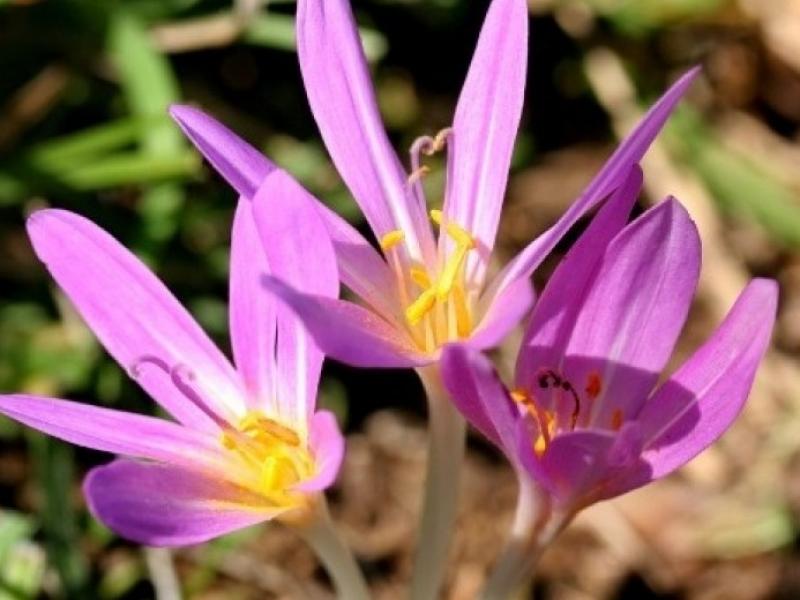 colchicum autumnale fyto kolxikini