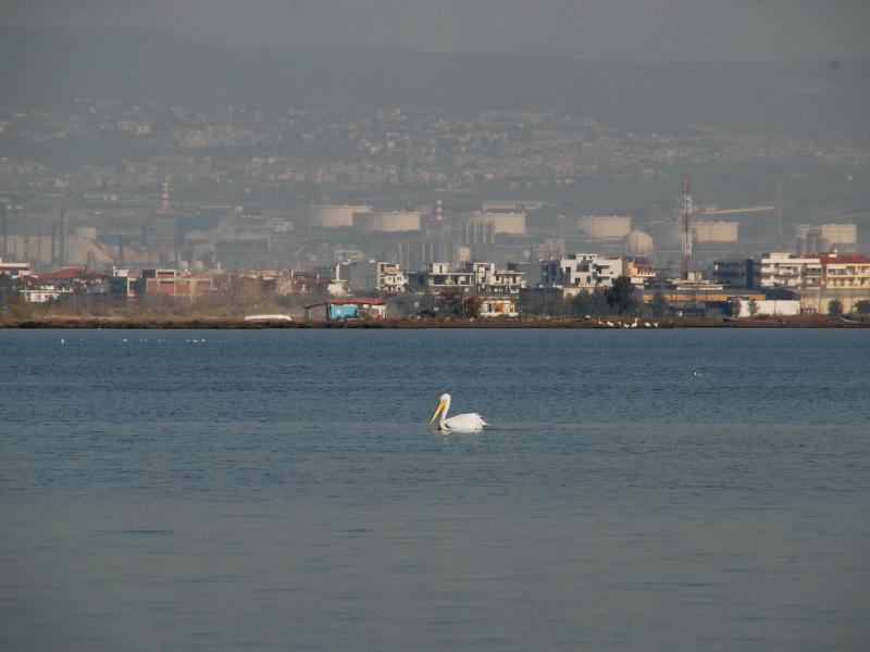 Θεσσαλονίκη: Στο μικροσκόπιο ρύπανση Θερμαϊκού και ερυθρά παλίρροια