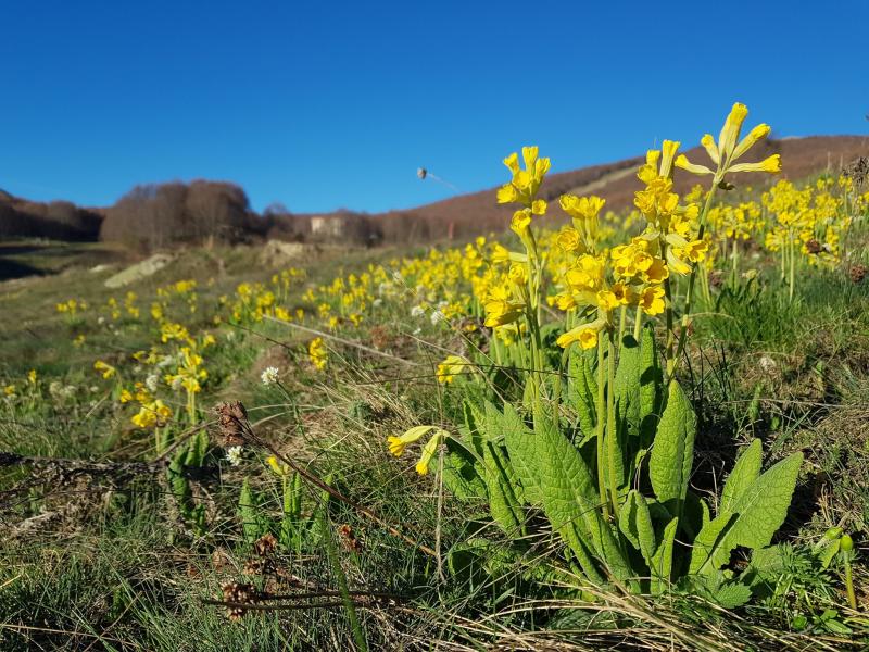 Primula+veris