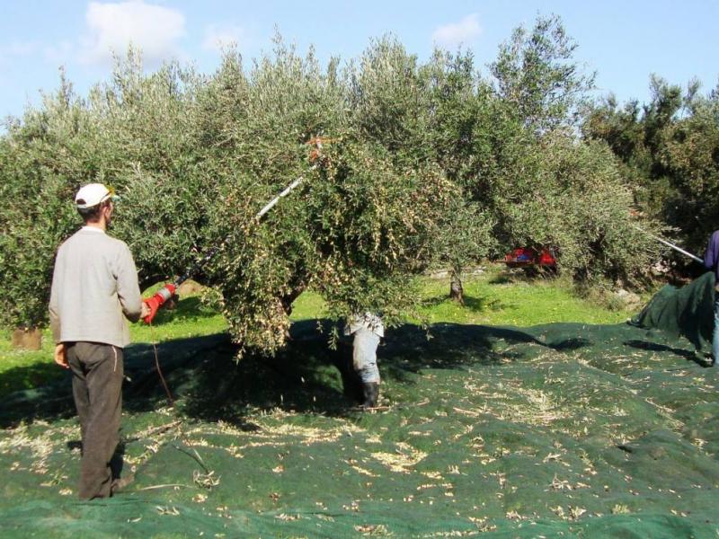 Το ρεπό και η ελιά…