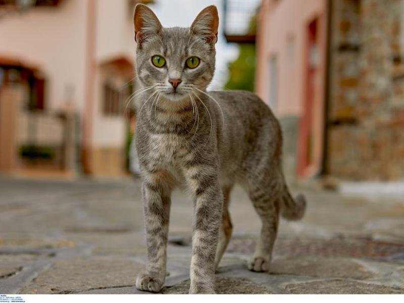 Κρήτη: 30 χιλιάδες ευρώ πρόστιμο σε άνδρα που πυροβόλησε γάτα | Alfavita