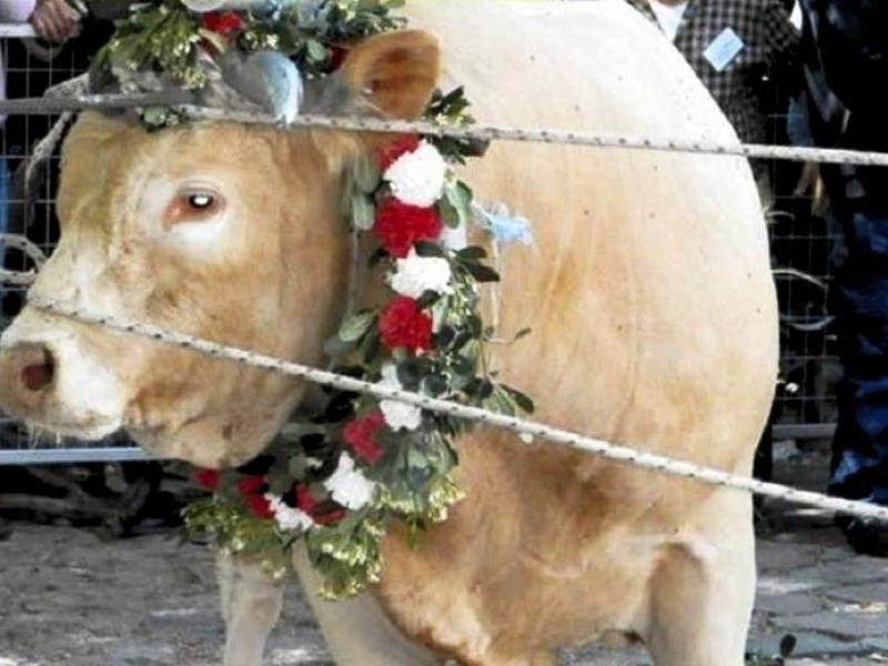 Βάρβαρο έθιμο στη Λέσβο: Μεσαιωνικές τελετουργίες με βασανισμό ταύρου