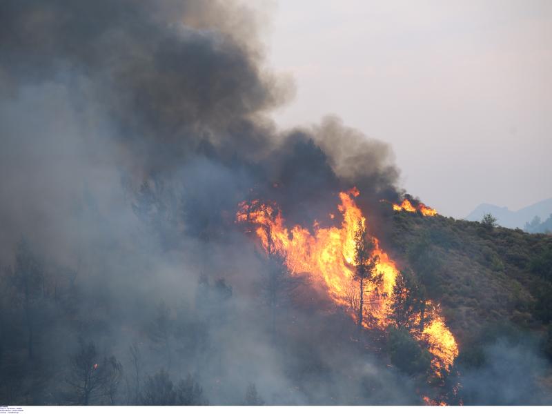 Πυρκαγιά στο Κρυονέρι: Σπαραχτικές κραυγές και αγωνία για εγκλωβισμένο (βίντεο)
