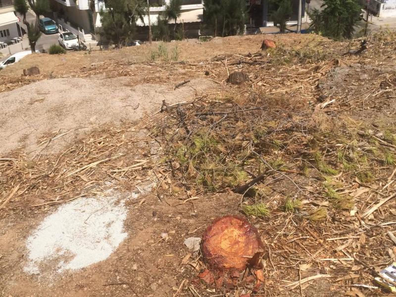 Αθήνα: «Κόβουν δέντρα για να στήσουν κοντέινερ για τα νήπια»
