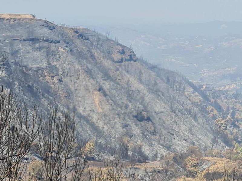 Το περιβαλλοντικό αποτύπωμα της καταστροφής: Οδοιπορικό στις πυρόπληκτες περιοχές