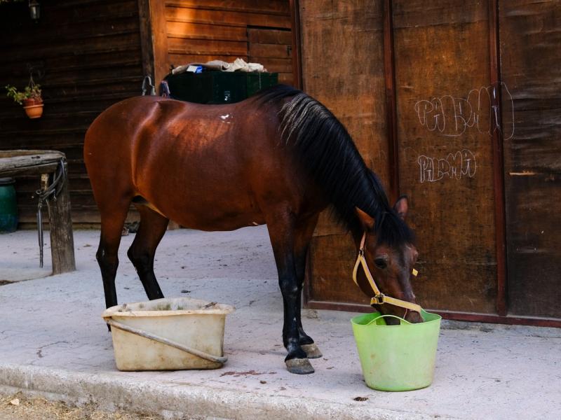 Φωτιά στη Βαρυμπόμπη: 250 άλογα μεταφέρθηκαν με ασφάλεια στο Μαρκόπουλο
