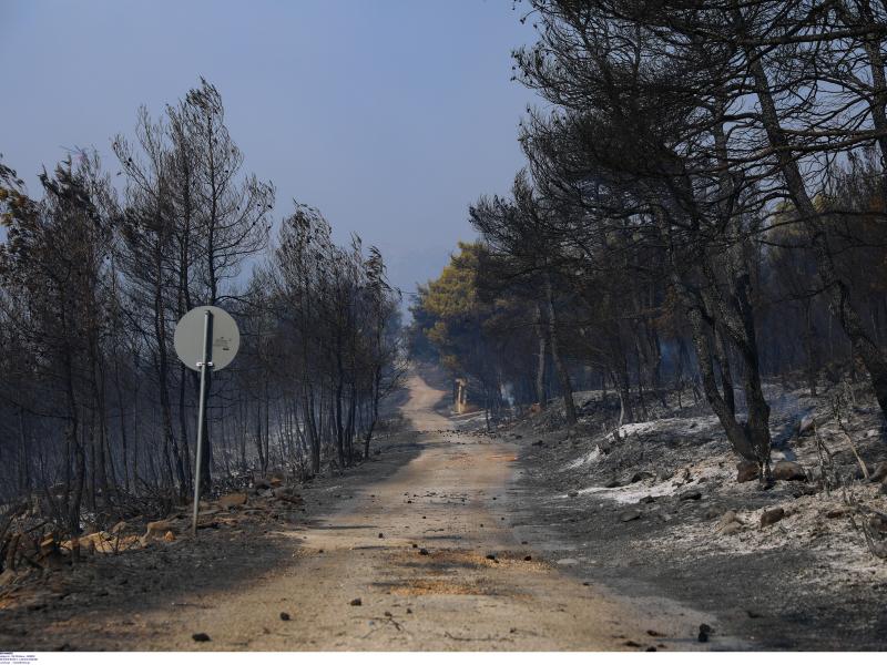 Γεωπονικό Πανεπιστήμιο: Πώς να αναγεννήσουμε και να προστατεύσουμε τα δάση από τις πυρκαγιές