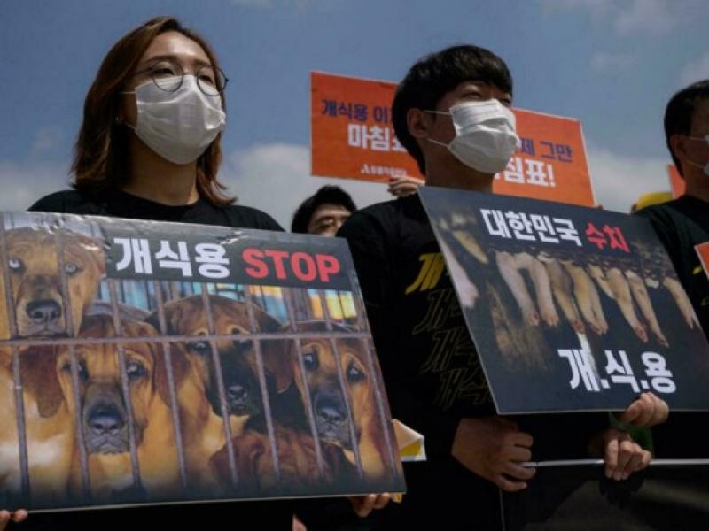 Νότια Κορέα: Tέλος στην κατανάλωση σκύλων θέλει να δώσει ο πρόεδρος