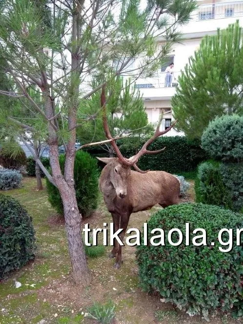 Ελαφι