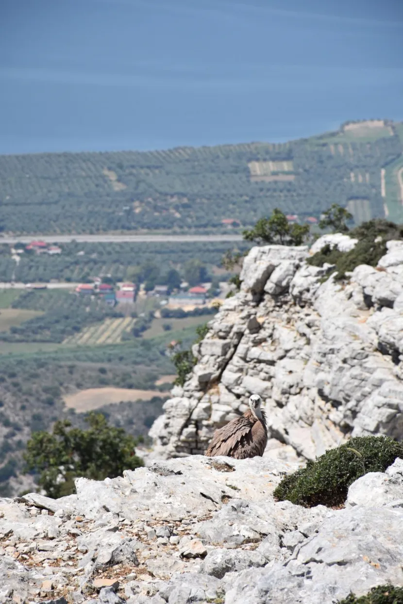 Το μακρύ ταξίδι του «Αλέξη», του γύπα που ταξίδεψε χιλιάδες χιλιόμετρα με το γενετικό του GPS!