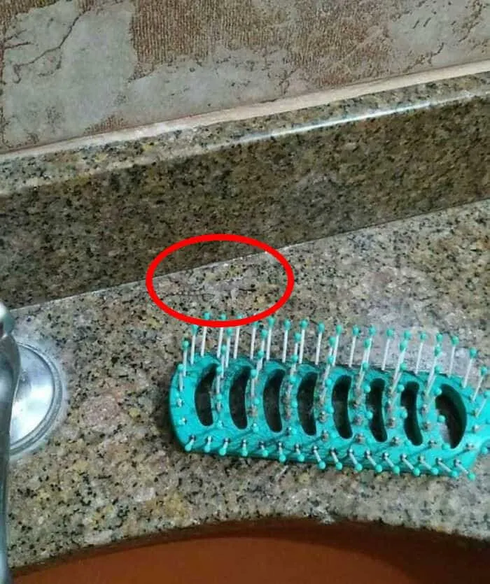 Λύση στην οφθαλμαπάτη με σαύρα