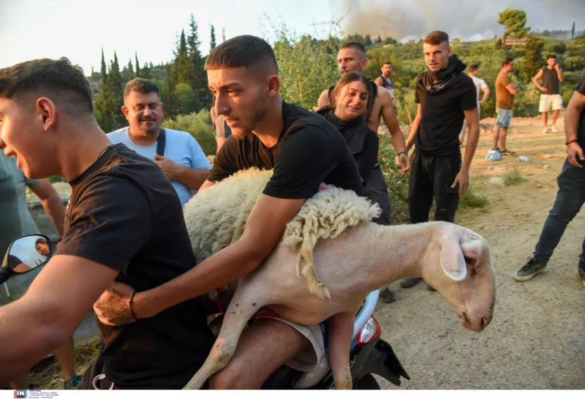 προβατο