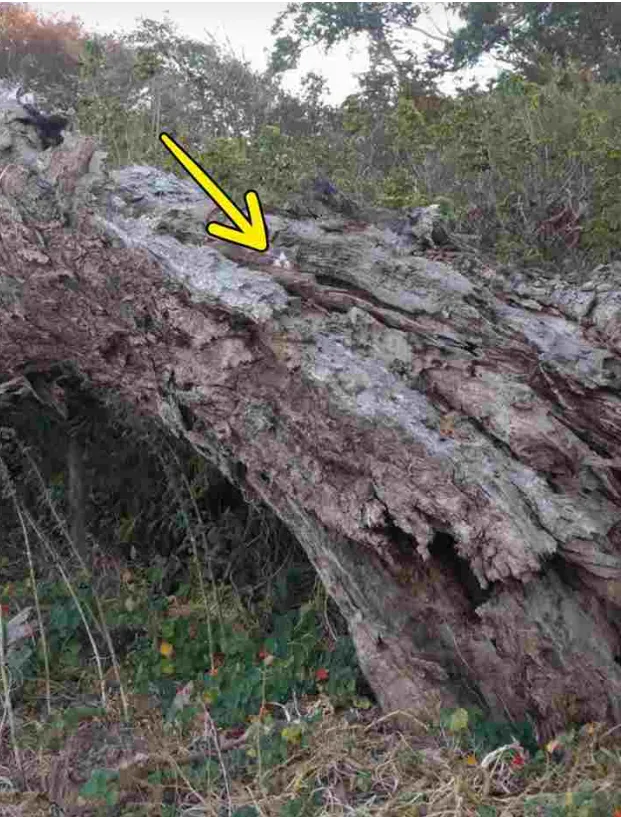 pseudesthisi