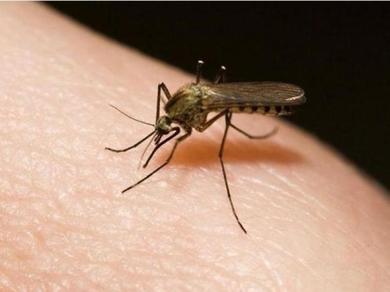 Επιστήμονες δημιούργησαν γενετικά τροποποιημένα κουνούπια που δεν μεταδίδουν την ελονοσία 