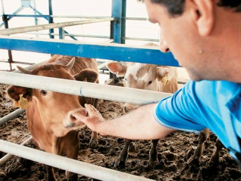 Εγκληματική οργάνωση στις Σέρρες: Κτηνίατροι που εξέδιδαν ψευδείς βεβαιώσεις για κτηνοτρόφους