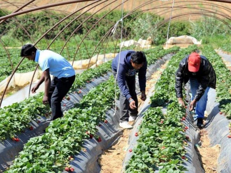 Μανωλάδα: Απαγχονίστηκε μετανάστης εργάτης