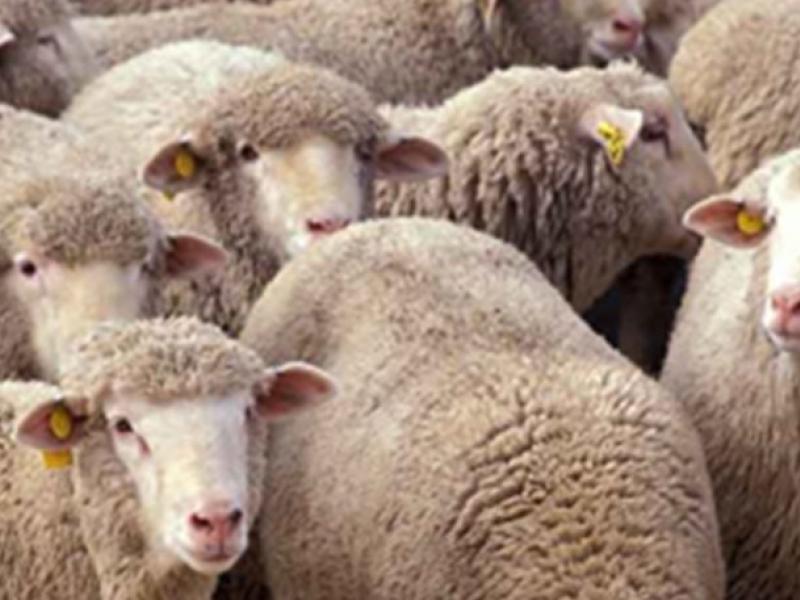 Αυστραλία: «Πνίγεται» από πρόβατα και οι κτηνοτρόφοι τα χαρίζουν