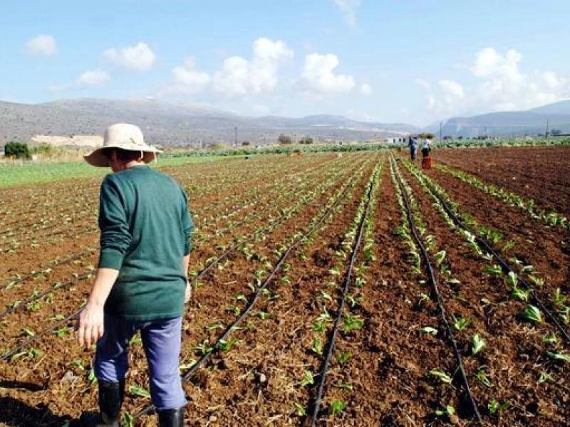 Κρήτη: Λείπουν 15.000-16.000 εργάτες γης από τα χωράφια
