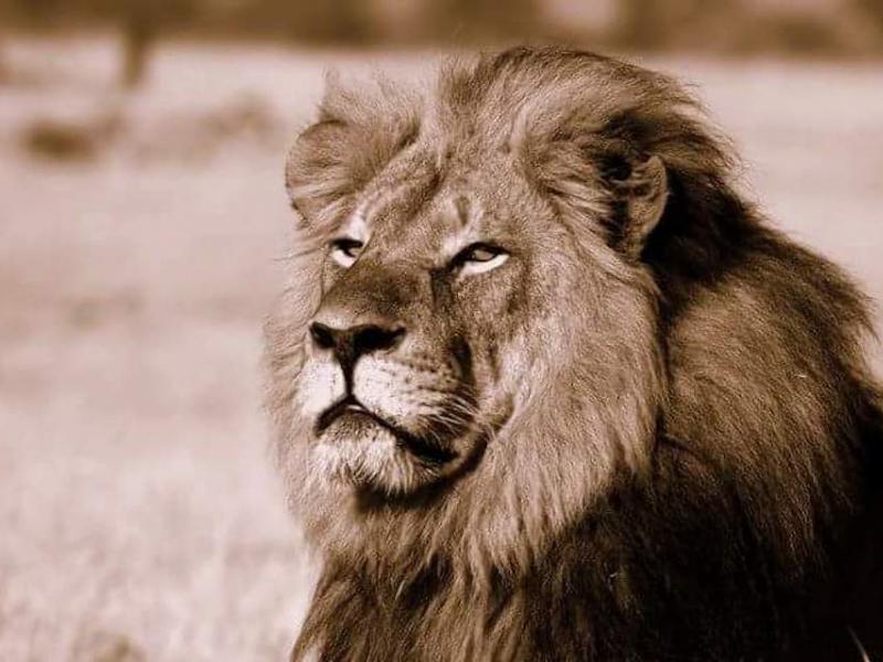 Κυνηγός σκότωσε, έγδαρε και αποκεφάλισε τον Σεσίλ - Το λιοντάρι έμβλημα της Ζιμπάμπουε