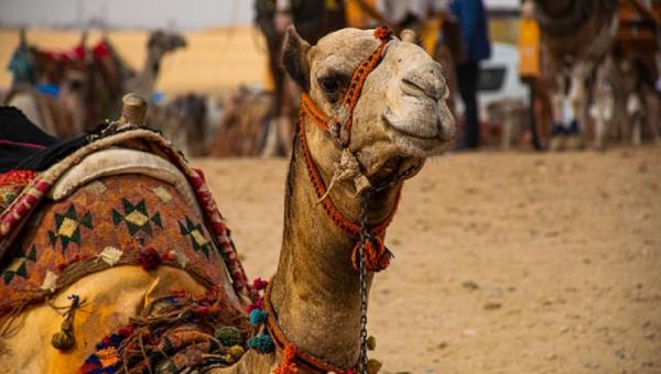 Καμήλα