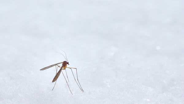 Τα κουνούπια προτιμούν συγκεκριμένη ομάδα αίματος – Γιατί τσιμπάνε κάποιους περισσότερο